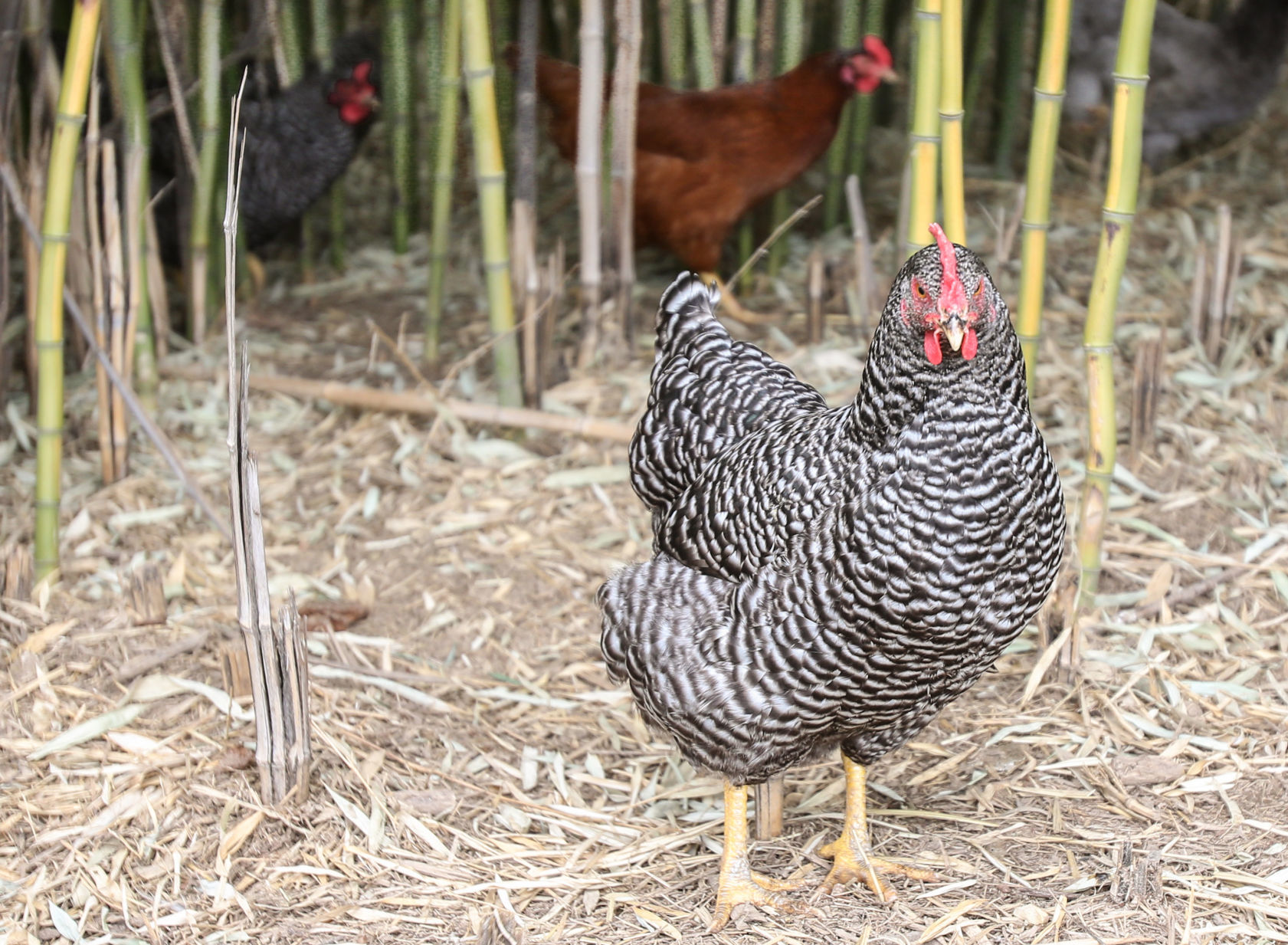chicken06.JPG